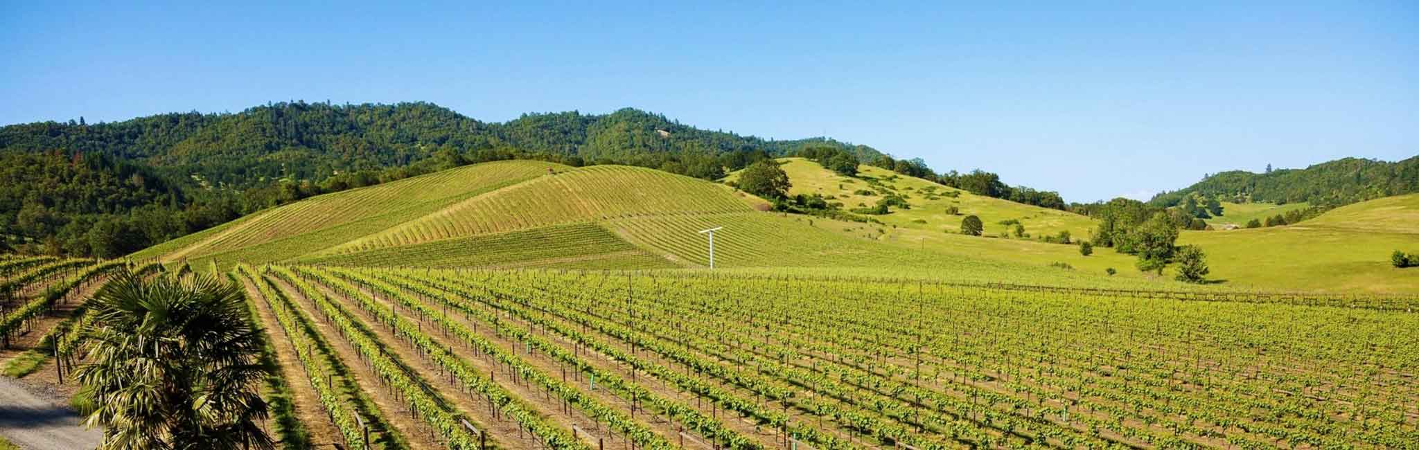 A wide view of a lush vineyard set against rolling hills and a backdrop of dense greenery, possibly a forest or mountain range. The neat rows of grapevines stretch across the landscape under a clear blue sky, reflecting a peaceful, rural setting ideal for wine production.